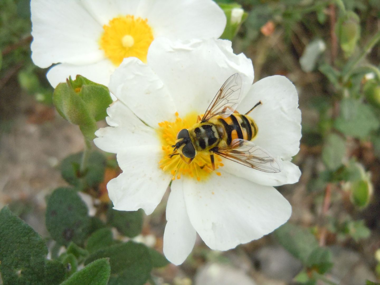 Myathropa florea